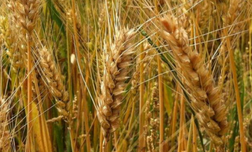 普麥期貨一個點可以盈利多少錢？