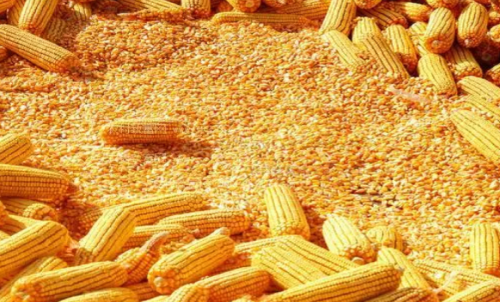 最近玉米期貨會大漲嗎？做一手玉米